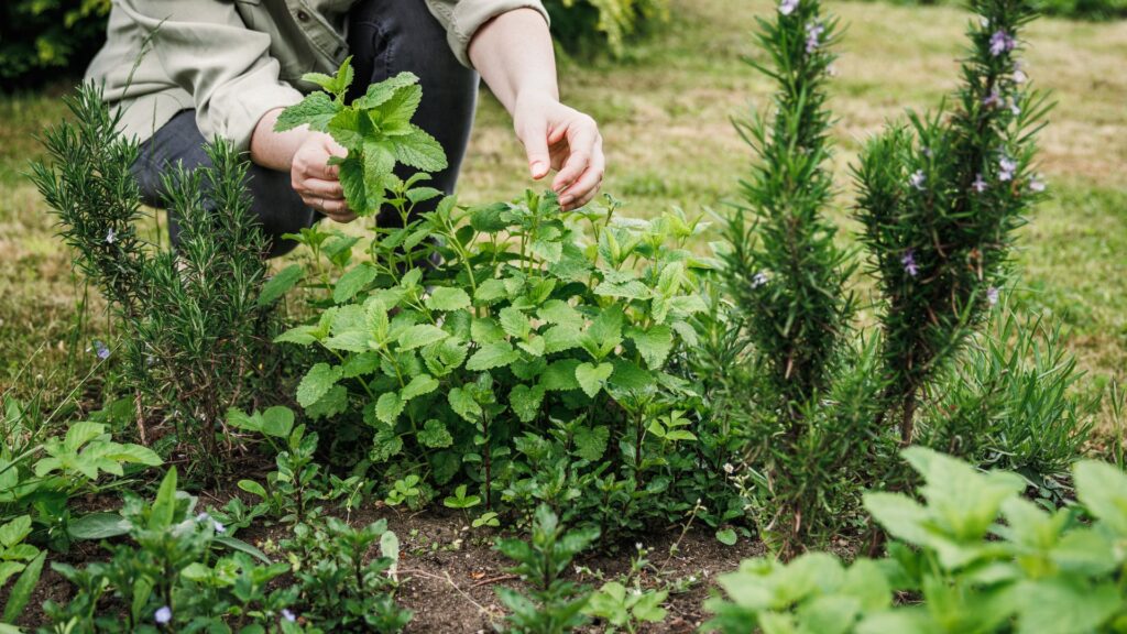 Medicinal Herbs to Grow in Your Backyard